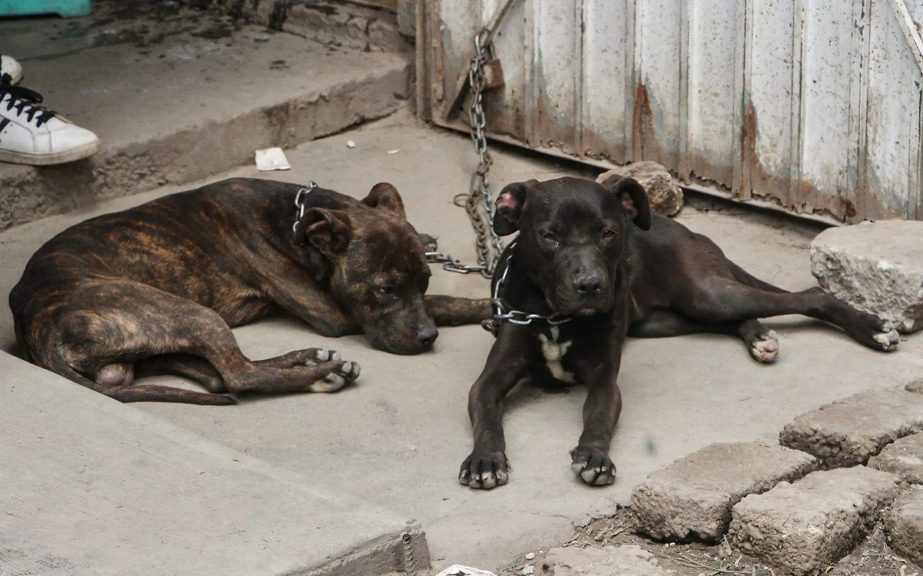 Maltrato perros